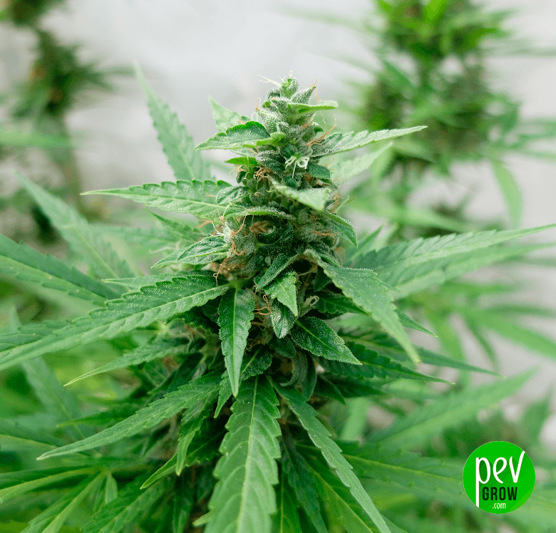Gorilla Auto Spain Seeds